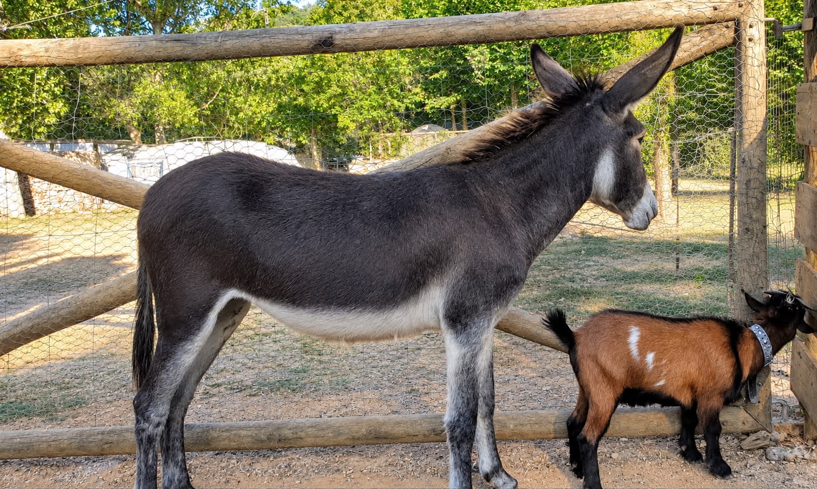 Activitats granja animales camping lavenco.