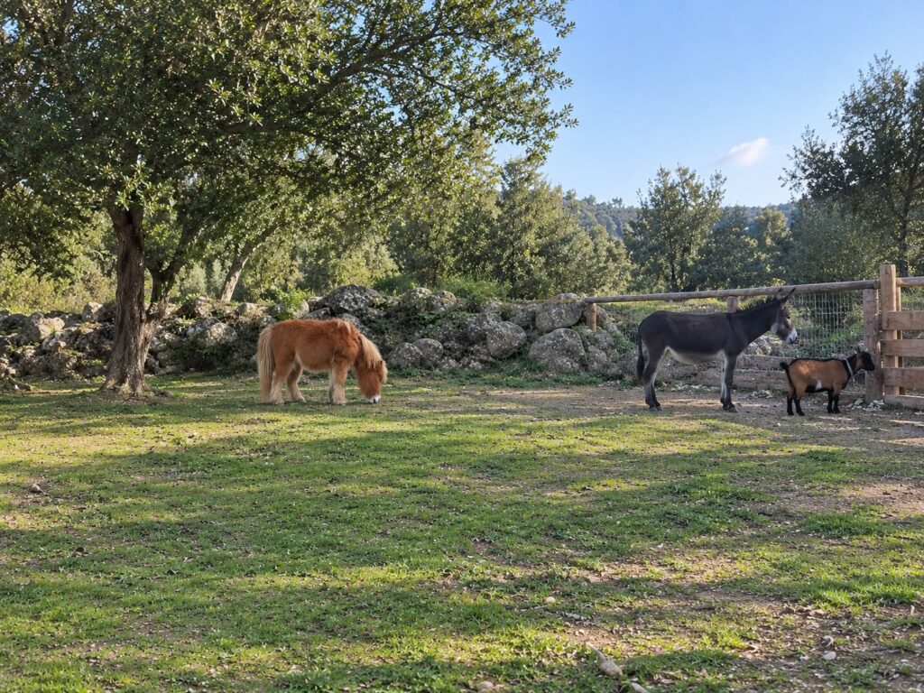 granja animales camping lavenco,